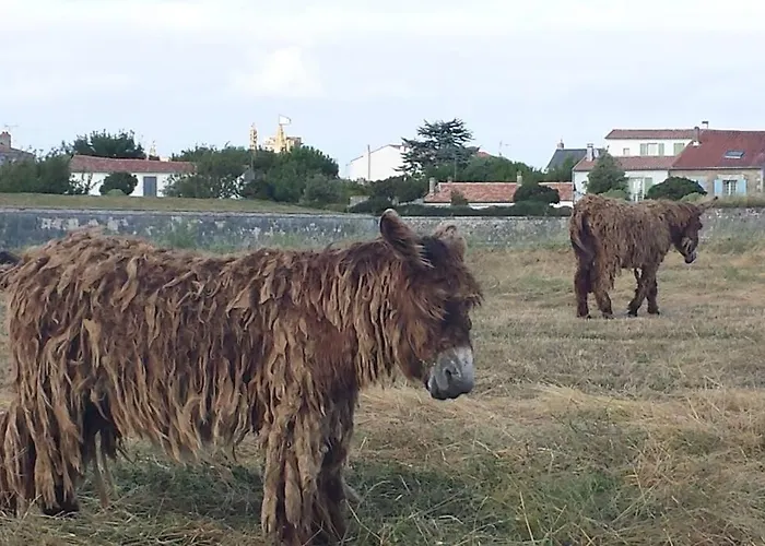La Virginie - Parée'ô